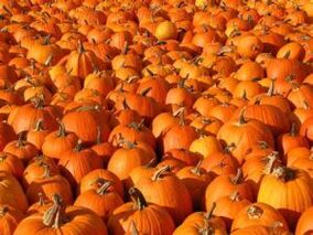 Pumpkin